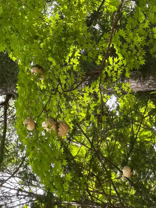 楯縫神社の動物