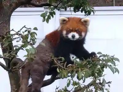 八幡神社(福井県)