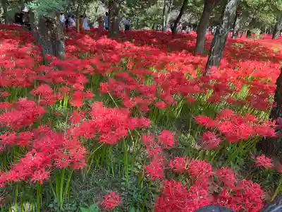 高麗神社(埼玉県)