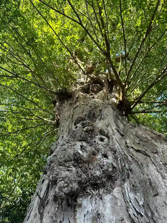 石見国一宮 物部神社(島根県)