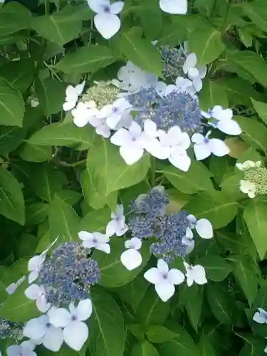 實相寺（実相寺）の自然