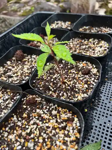 手力雄神社の自然