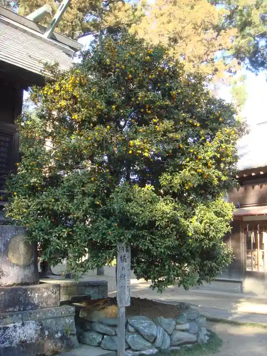 橘樹神社の自然