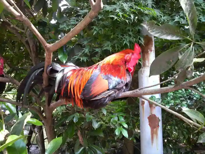 伊勢神宮内宮(皇大神宮)の動物