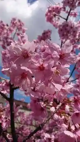 阿邪訶根神社の自然