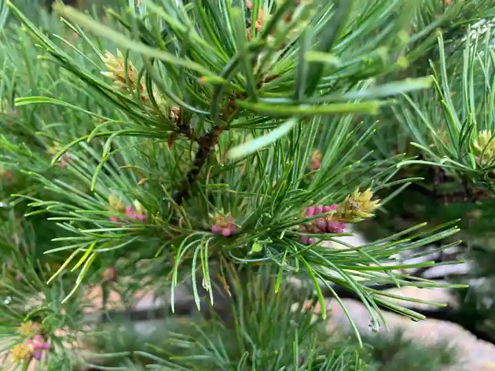 八幡神社の自然