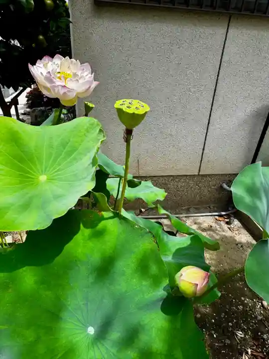 萬福寺(京都府)