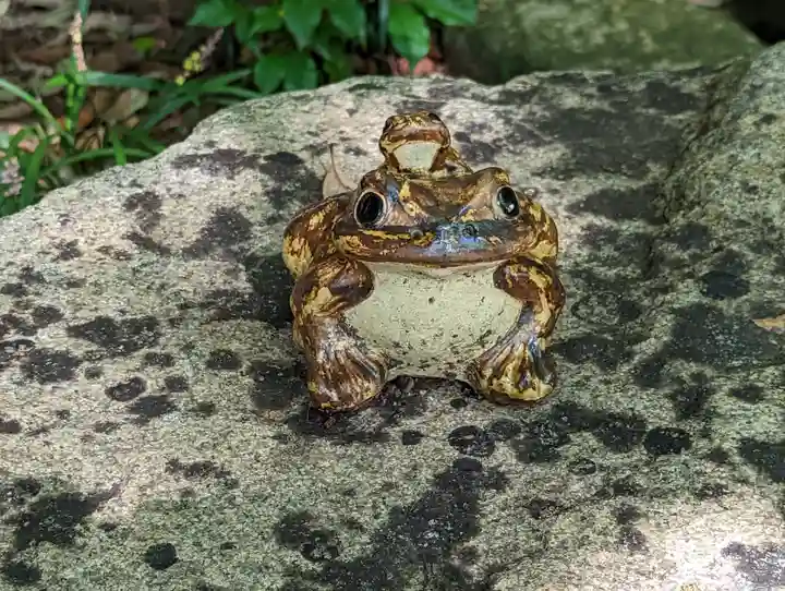 柳谷観音 楊谷寺(京都府)