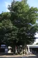 八枝神社(埼玉県)