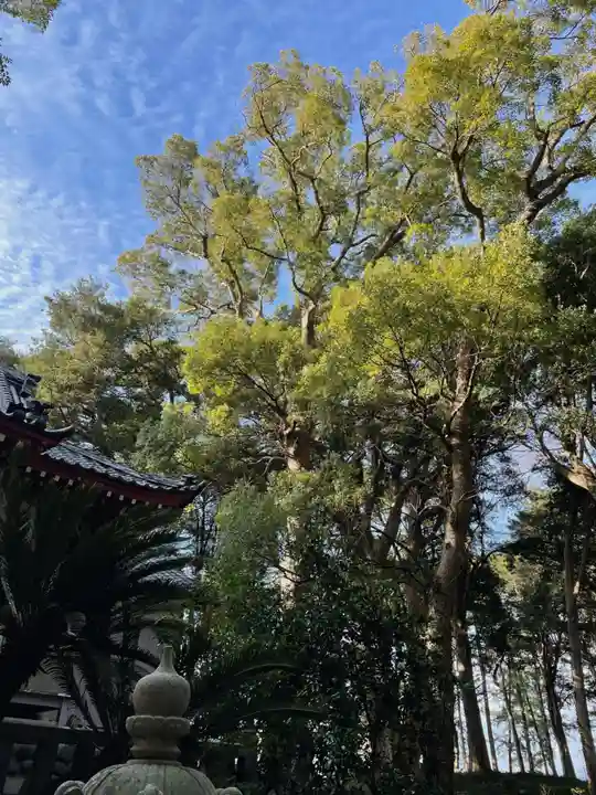 諸口神社の自然