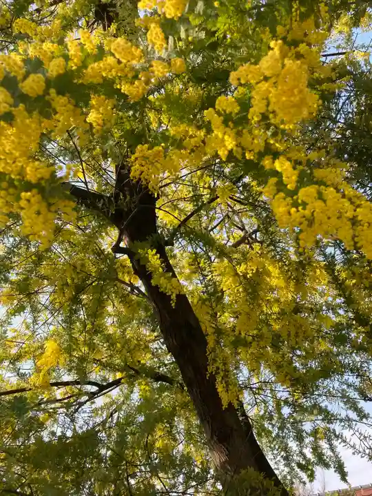 達磨寺(群馬県)