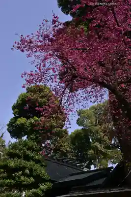 所澤神明社(埼玉県)