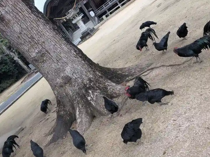 玉祖神社の御朱印
