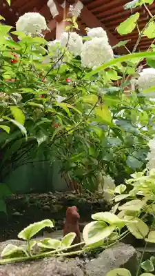 於菊稲荷神社の狛犬