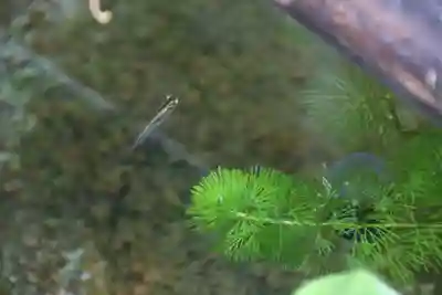 高司神社〜むすびの神の鎮まる社〜の手水舎