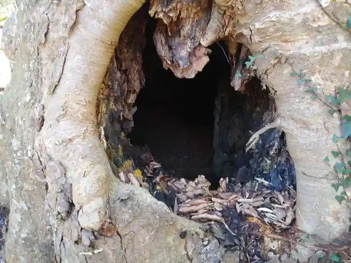 沼尾神社の自然