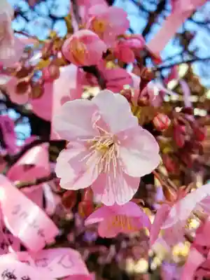 桜神宮(東京都)