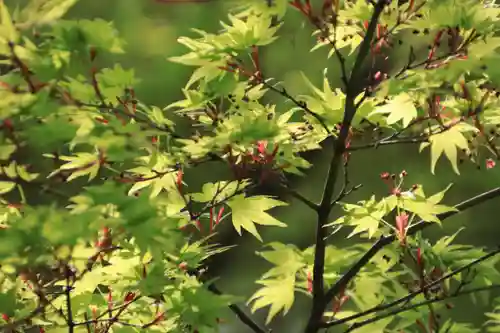 三春大神宮の自然
