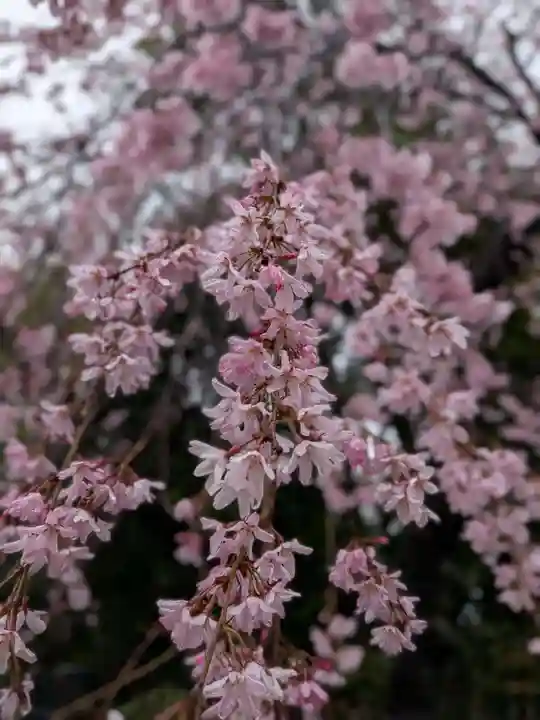 阿佐ヶ谷神明宮(東京都)