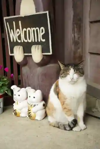 猫猫寺(京都府)