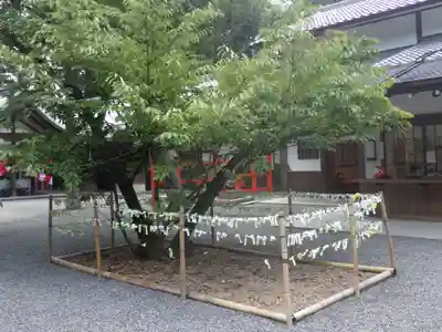 吉田神社のおみくじ