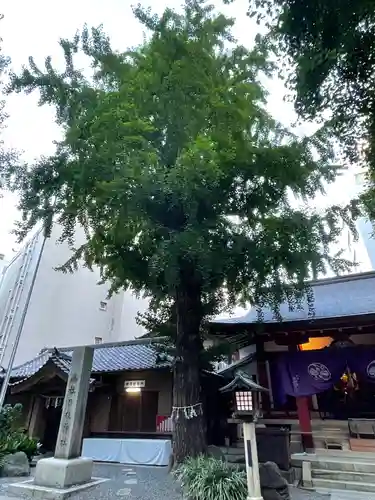 日本橋日枝神社(東京都)