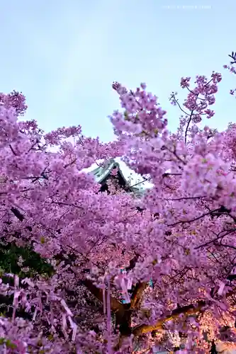 桜神宮(東京都)