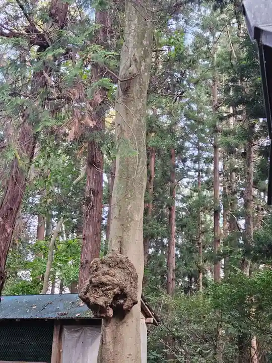 伊佐須美神社(福島県)