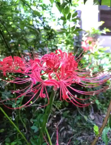 鷺宮八幡神社(東京都)