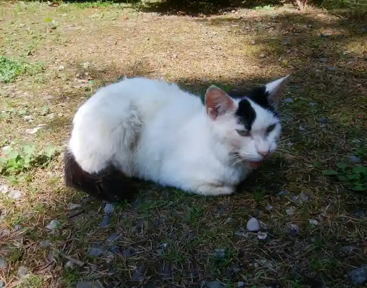 本輪西八幡神社の動物