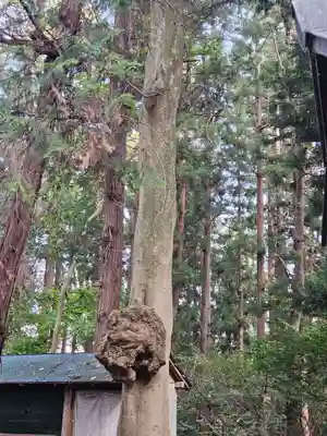 伊佐須美神社(福島県)