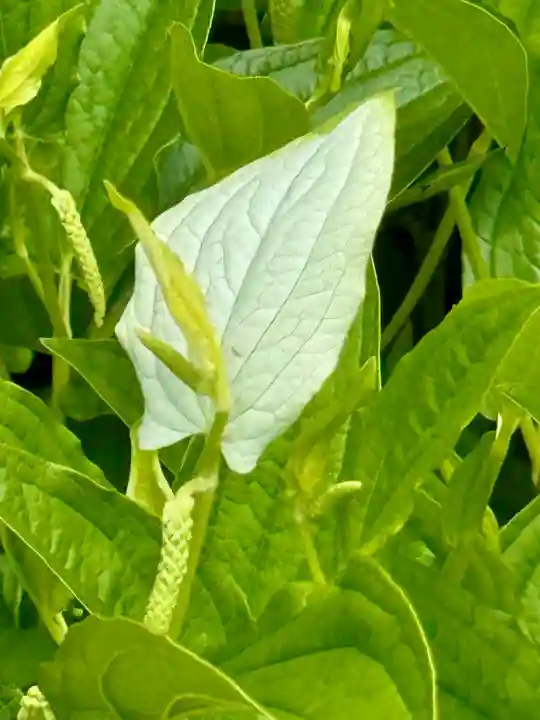 勧修寺(京都府)