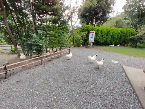 高屋敷稲荷神社の動物