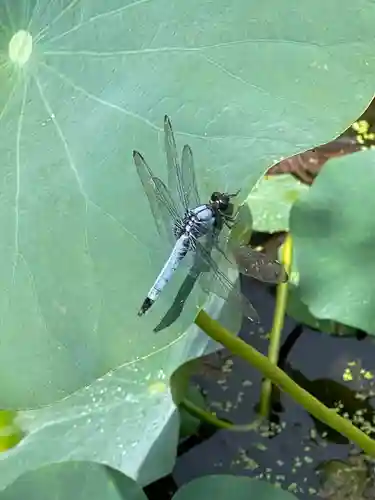 能蔵院(千葉県)