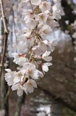 善峯寺(京都府)