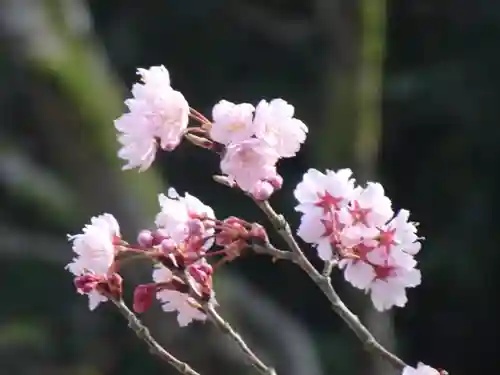 太宰府天満宮の自然