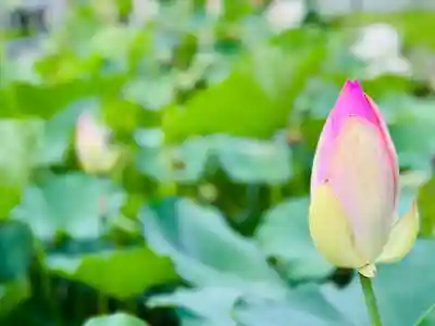 福井神社(福井県)