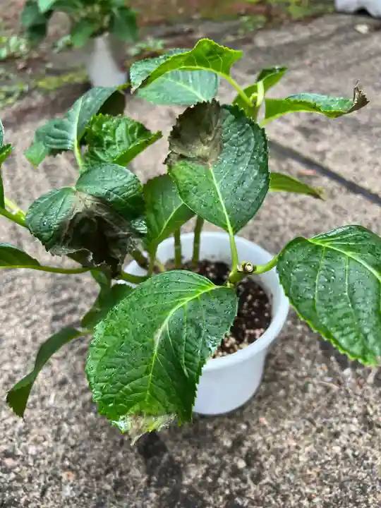 大宮温泉神社の自然