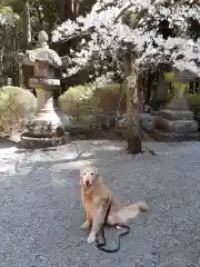 北口本宮冨士浅間神社の動物