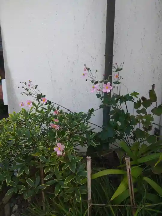 阿智神社の自然