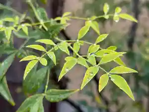 西方山極楽寺(岐阜県)(2026年02月25日(水) 13時30分54秒投稿)