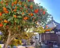 真言宗 善通寺派 薬王寺(香川県)