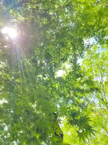 九頭龍神社本宮の自然