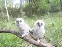 賀茂別雷神社の動物