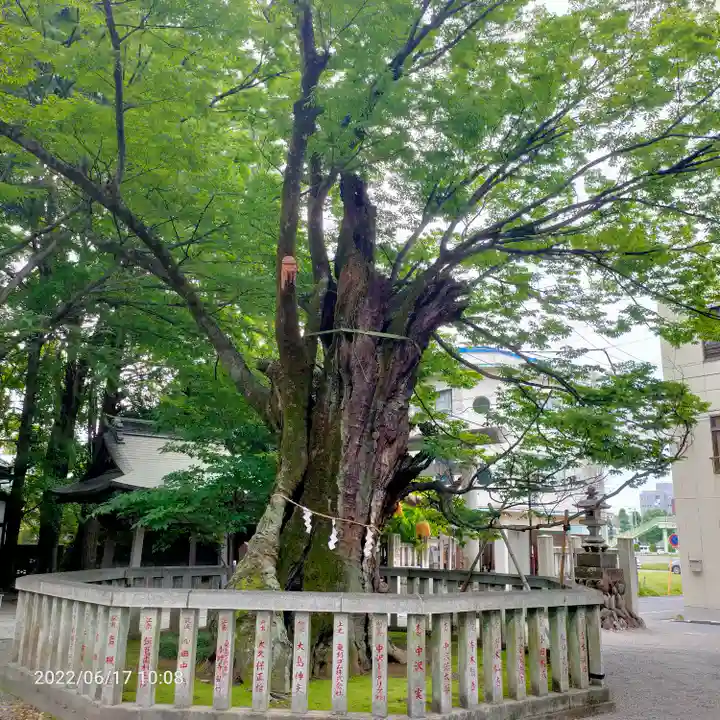 高城神社の自然