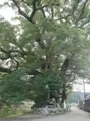 大楠神社の自然