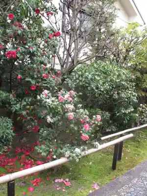地蔵院（椿寺）の庭園