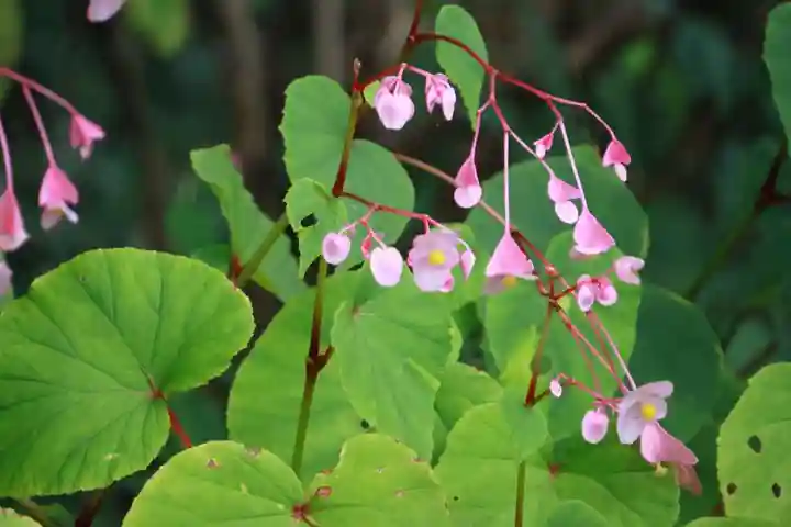八幡神社(岩窪切岸城址)の庭園