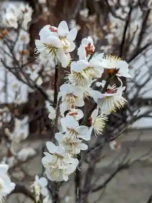 梅宮大社(京都府)