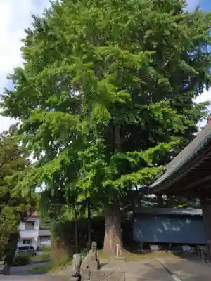 杉山神社（葉山・上山口）(神奈川県)